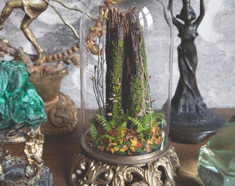 May include: A decorative glass cloche with a miniature forest scene. The scene includes a moss-covered tree stump, ferns, and small mushrooms. The cloche sits on an ornate, gold-colored base, with other decorative objects in the background.