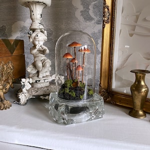 Handmade Conocybe Filaris Mushroom Scene in Glass Cloche with Vintage Base