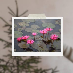 May include: A photograph of pink lotus flowers in a pond, with lily pads. The image is labeled "ANGKOR WAT" and "MERRY CHRISTMAS". The photo is attached to a white background with tape.