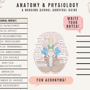 May include: Anatomy and Physiology nursing school study guide featuring a labeled diagram of the human brain, a list of cranial nerves with mnemonic acronyms, a section for notes, and a stethoscope icon on a light beige background.