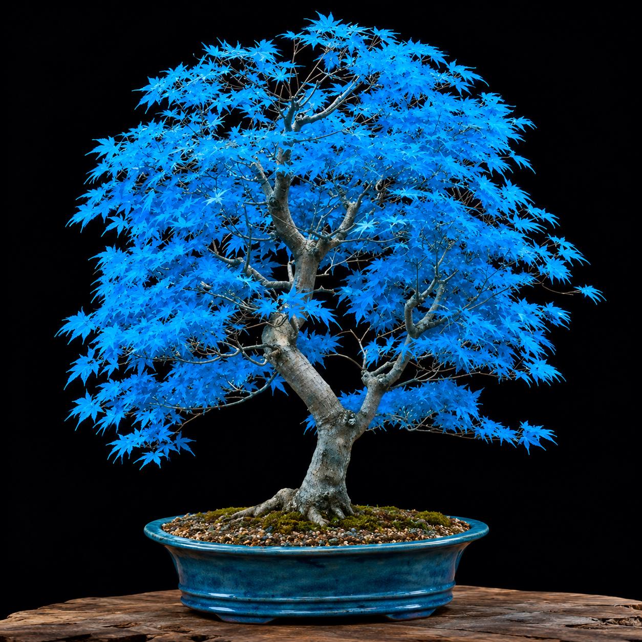 hibiscus bonsai Orange Tropical Hibiscus Bonsai Tree