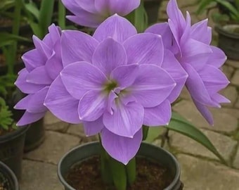 Purple Amaryllis Double Flower Bulbs, Large Perennial Flower Bulbs for Indoor and Outdoor, Rare Winter Spring Bloom Bonsai, Plant Lover Gift