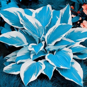 Calathea Couture Flower - Etsy