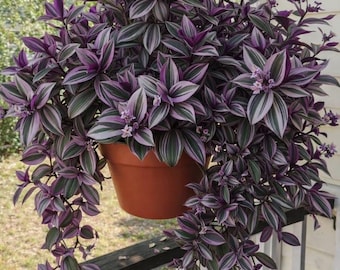 Rare Purple Inch Plant Seeds - Striking Variegated Foliage Hanging Basket Plant - Indoor Outdoor Decor