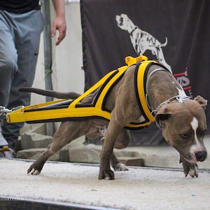 May include: A brown and white dog wearing a yellow and black harness pulls a weighted cart. The dog is focused and straining, with a chain collar and a white marking on its head. The scene is set outdoors, with people and a banner in the background.