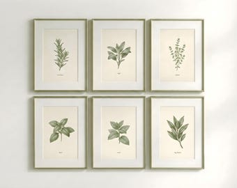 Op de afbeelding: Zes ingelijste botanische prenten met gedetailleerde illustraties van kruiden, waaronder rozemarijn, salie, tijm, basilicum, munt en laurierbladeren. De prenten hebben een neutrale achtergrond en zijn ingelijst in goudkleurige lijsten.