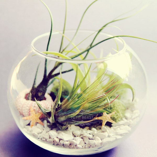 Sea Inspired Fishbowl Terrarium // Air Plants in Glass Bowl Wedding Favor Decor Gift DIY Minimalist Garden tillandsia modern centerpiece