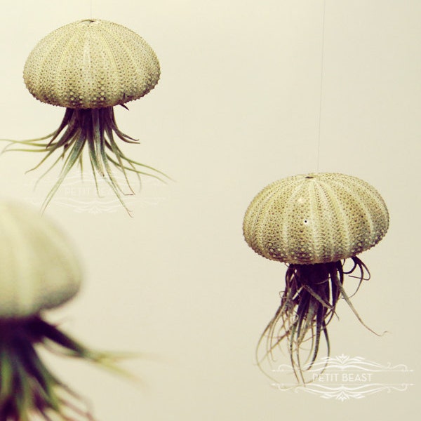 THREE Green Jellyfish Air Plants // Sea Urchins Hanging Art Installation Wedding Favor Decor Gift Mini Terrarium Kit DIY cute tillandsia