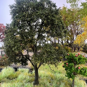 May include: A detailed diorama of a miniature forest scene. The focal point is a large tree with dense green foliage and a textured brown trunk. Other trees with varying shades of green and yellow leaves are in the background, along with a small tree with red fruit.