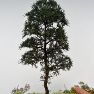 May include: A miniature model tree with a dark brown trunk and green foliage. The tree has a detailed, textured appearance, with small branches and leaves. The tree is set against a plain white background, suggesting a diorama or model landscape.
