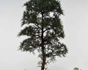 Árbol de hoja perenne en miniatura hecho a mano / Ideal para dioramas, jardines de hadas y maquetas de trenes.