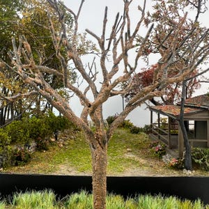 Puede incluir: Modelo en miniatura de un árbol con ramas desnudas, sobre un fondo de una pequeña cabaña de madera y vegetación. El tronco del árbol es marrón y las ramas oscuras. La escena evoca un paisaje en miniatura.