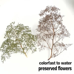 Puede incluir: Dos ramas de flores preservadas, una verde y otra marrón, se muestran sobre un fondo blanco. Las ramas tienen una estructura delicada e intrincada. El texto "colorfast to water preserved flowers" está en la parte inferior.