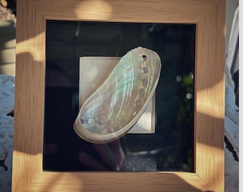 Abilone shell in frame