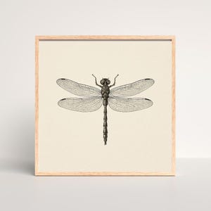 May include: A framed print showing a detailed black and white illustration of a dragonfly. The dragonfly is centrally positioned on a cream background, with its wings extended. The artwork is enclosed in a light-coloured wooden frame, suitable for wall decor.