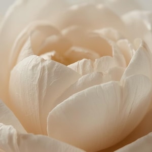 May include: Close-up of a soft, creamy white rose in full bloom. The petals are tightly layered, with a delicate texture and subtle variations in color, ranging from ivory to a pale peach hue. The overall effect is one of gentle beauty.