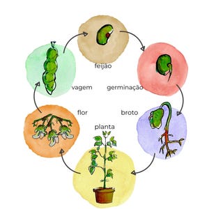 Puede incluir: Ilustración en acuarela del ciclo de vida de una planta de frijol. El diagrama muestra las etapas de la semilla, germinación, brote, flor y planta. El texto en portugués etiqueta cada etapa. Imagen educativa.