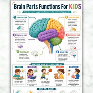 Brain for Kids Poster , Brain Parts Functions Anatomy Chart for Children , Homeschool Classroom Science , Educational Neuroscience Wall Art