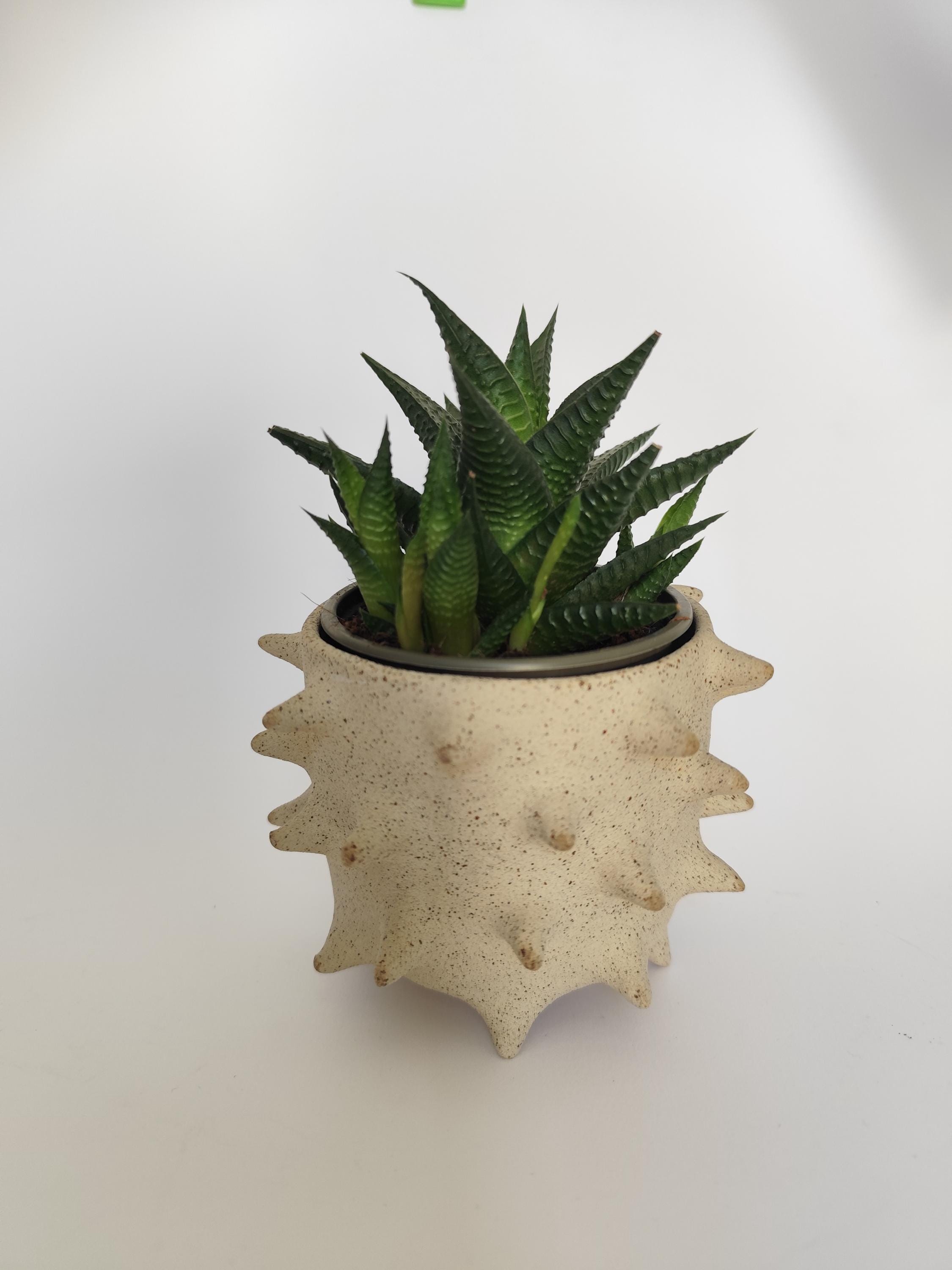 Warmhm 6 ciotole per ricci di mare, con ananas, per piante aeree, conchiglie, decorazioni per ricci di mare, per vasi per piante aeree Tillandsia, custodia cilindrica, naturale