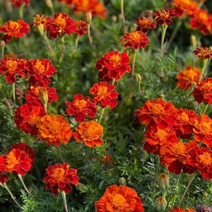 Organic, Heirloom Mixed Marigold Seeds