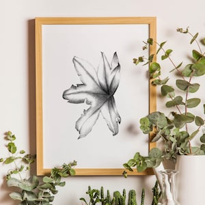 Puede incluir: Una lámina de arte enmarcada que presenta un dibujo al carboncillo detallado en blanco y negro de una hoja dentada centrada sobre un fondo blanco. La obra está contenida en un marco de madera clara con un perfil rectangular sencillo.