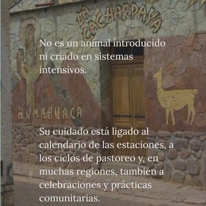 May include: A stone building facade with the text LA CACHARPAYA and HUMAHUACA, featuring a carved cactus and llama. The text reads: No es un animal introducido ni criado en sistemas intensivos. Su cuidado est&aacute; ligado al calendario de las estaciones.