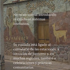 May include: A stone building facade featuring a wooden door, a cactus relief, and a llama relief. The text reads: No es un animal introducido ni criado en sistemas intensivos. Su cuidado est&aacute; ligado al calendario de las estaciones, a los ciclos de pastoreo y, en muchas regiones, tambi&eacute;n a celebraciones y pr&aacute;cticas comunitarias.