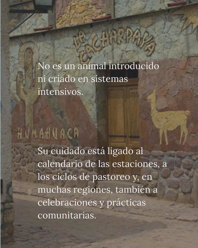 May include: A stone building facade with the text LA CACHARPAYA and HUMAHUACA, featuring a carved cactus and llama. The text reads: No es un animal introducido ni criado en sistemas intensivos. Su cuidado est&aacute; ligado al calendario de las estaciones.