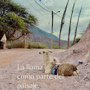 May include: A white llama with long fur rests on a dirt path, wearing a colorful patterned saddle blanket. The scene includes a mountain backdrop, a tree, and utility poles. Text at the top reads Kosha Argentina and at the bottom La llama como parte del paisaje.