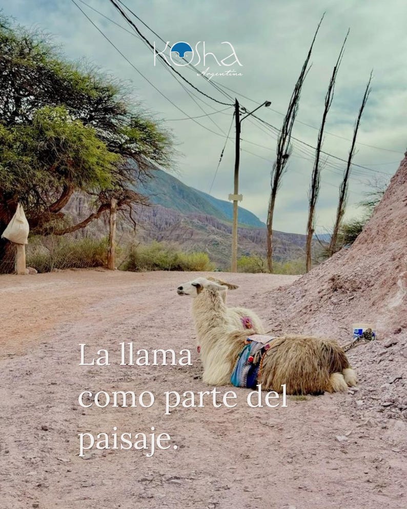 May include: A white llama with long fur rests on a dirt path, wearing a colorful patterned saddle blanket. The scene includes a mountain backdrop, a tree, and utility poles. Text at the top reads Kosha Argentina and at the bottom La llama como parte del paisaje.