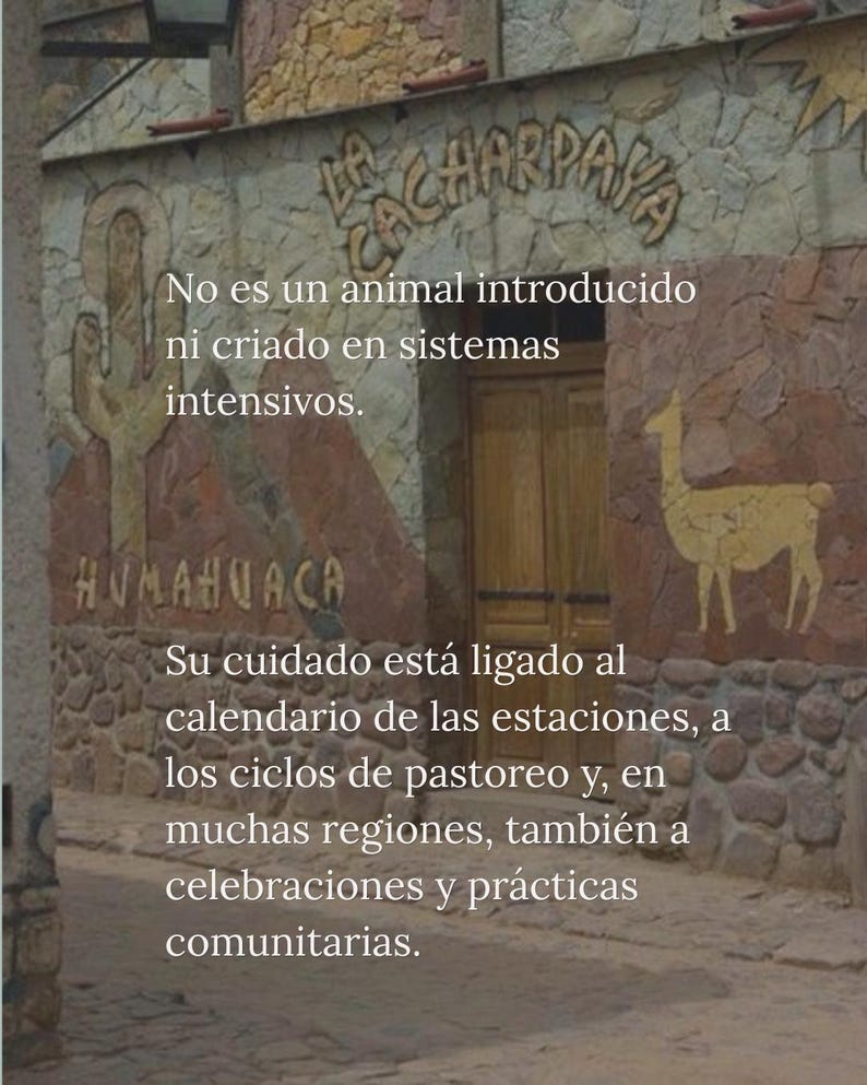 Puede incluir: Fachada de piedra con el texto LA CACHARPAYA y HUMAHUACA, con un cactus y una llama tallados. El texto dice: No es un animal introducido ni criado en sistemas intensivos. Su cuidado est&aacute; ligado al calendario de las estaciones.