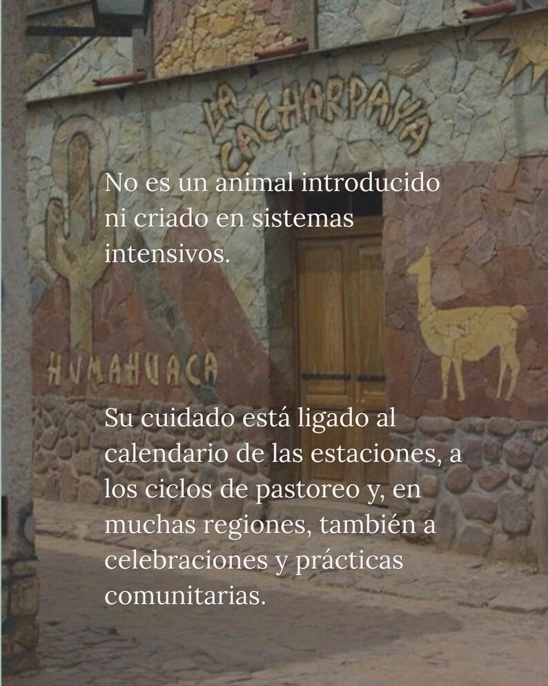 以下が含まれることがあります： LA CACHARPAYAとHUMAHUACAの文字、サボテンとリャマの彫刻が施された石造りの建物。テキストは「No es un animal introducido ni criado en sistemas intensivos. Su cuidado est&aacute; ligado al calendario de las estaciones.」と書かれています。