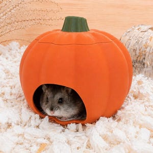 May include: A small grey hamster sits inside a hollow, orange pumpkin-shaped hideout. The pumpkin features a dark green stem on top and a smooth, rounded exterior with vertical ridges, providing a cosy shelter for a small pet animal.