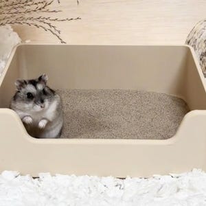 Op de afbeelding: Een kleine, beige, rechthoekige plastic zandbadbak voor kleine huisdieren. In de bak ligt een laag fijn, lichtbruin zand. Een kleine, grijs-witte hamster staat rechtop in de bak en kijkt naar de voorkant van de bak.
