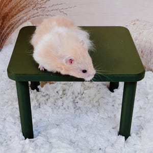 May include: A small, fluffy hamster with cream and white fur resting on a dark olive green rectangular platform. The platform features four sturdy, cylindrical legs and a smooth, flat surface, providing a stable elevated area for the small animal.