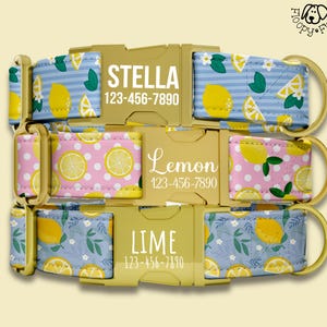 May include: Three dog collars with gold-colored buckles. The collars feature fabric with lemon and lime designs. The top collar says "STELLA" and a phone number. The middle collar says "Lemon" and a phone number. The bottom collar says "LIME" and a phone number.