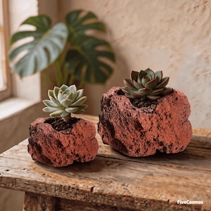 May include: Two succulent plants potted in rough, porous, reddish-brown volcanic rock planters. The planters have a jagged, natural texture and are shaped like irregular stones. The text FiveCosmos is visible in the bottom right corner.