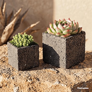 May include: Two square, dark gray, porous volcanic rock planters. The smaller planter holds a bright green, textured succulent. The larger planter contains a pale green succulent with red-tipped leaves. The text FiveCosmos is visible.