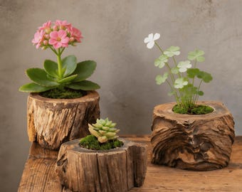 以下が含まれることがあります： 粗い樹皮を持つ天然木の丸太プランター3つ。ピンクの花が咲く植物、小さな緑の多肉植物、繊細なクローバーのような植物がそれぞれ植えられています。右下にFiveCosmosというテキストが表示されています。