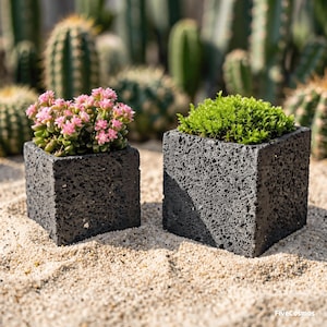 May include: Two square, porous black volcanic rock planters. The left planter holds a succulent with small pink flowers, while the right planter contains a vibrant green moss-like plant. The text FiveCosmos is visible in the bottom right corner.
