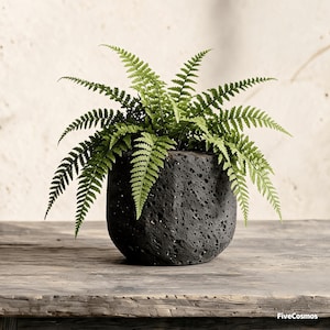 May include: A vibrant green fern plant potted in a dark gray, porous, volcanic rock-style planter with a textured, uneven surface. The plant features multiple fronds extending outward from the center. The text FiveCosmos appears at the bottom.