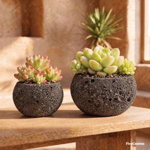 May include: Two round, porous, dark grey volcanic rock planters containing succulent plants. The smaller planter on the left holds a cluster of green and pink-tipped succulents, while the larger one on the right holds a pale green succulent.