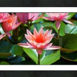 Fine Art Photography, Nature, Nature Art, Pink, Flower, Water Lily, Warm Embrace, 8 X 10, color, image 2