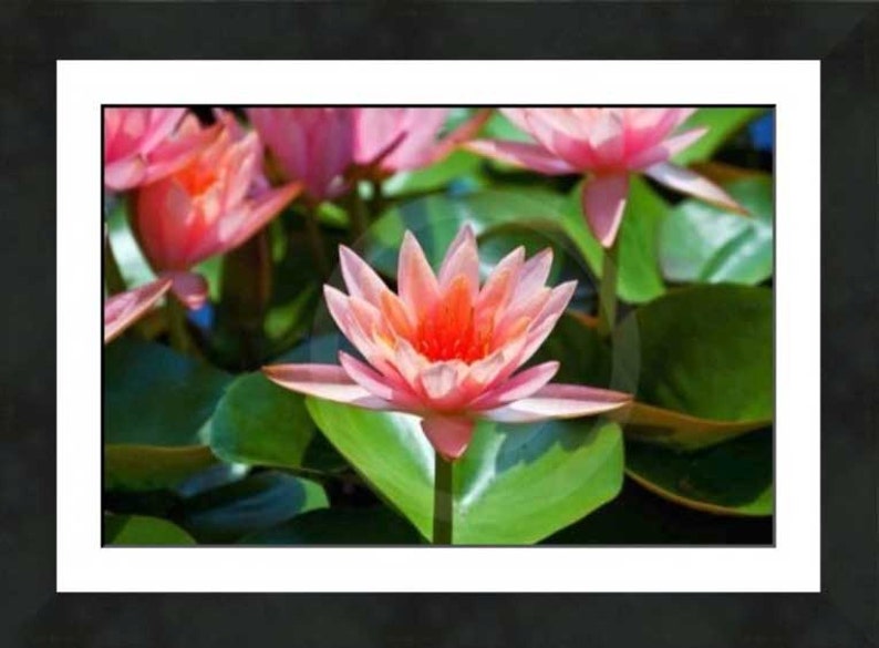 Fine Art Photography, Nature, Nature Art, Pink, Flower, Water Lily, Warm Embrace, 8 X 10, color, image 2