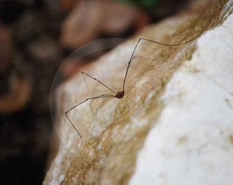 Fine Art Photography, Nature, Nature Art, Spider, White, Rock, Daddy Longlegs, 8 X 10 fine art photography, color photo