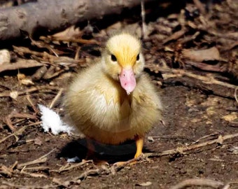 Fine Art Photography, Nature, Nature Art, Yellow, Baby, Duckling, Duck, Park, 8 X 10 fine art photography, color photo