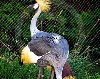 Fine Art Photography, Nature, Nature Art, Birds, 2 Heads, Artistic,Zoo, 8 X 10 fine art photography, color photo