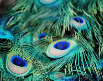 Fine Art Photography, Nature, Nature Art, Blue, Green, Bird, Feathers, Peacock, 8 X 10 fine art photography, Color photo