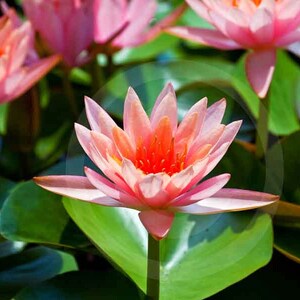 Fine Art Photography, Nature, Nature Art, Pink, Flower, Water Lily, Warm Embrace, 8 X 10, color, image 1