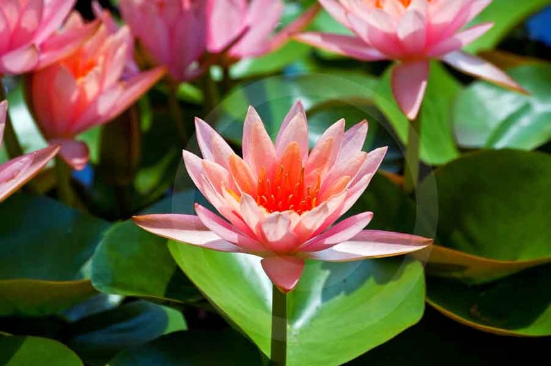 Fine Art Photography, Nature, Nature Art, Pink, Flower, Water Lily, Warm Embrace, 8 X 10, color, image 1